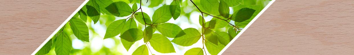Beech