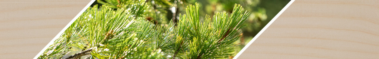 Swiss pine