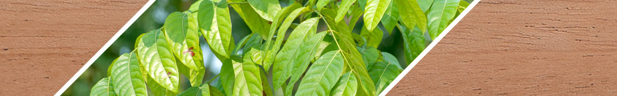Mahogany