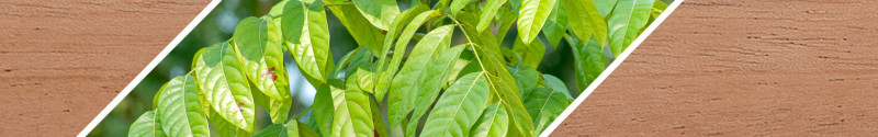Mahagoni