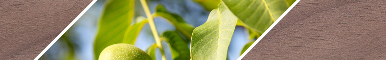 Walnut